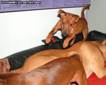 Zwergpinscher Hunde Foto 16565 in höherer Auflösung ansehen Zwergpinscher Woody im Liebestaumel