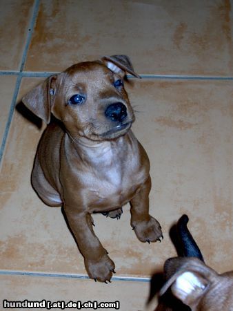 Zwergpinscher Hunde Foto 8389 Zwergpinscher Baby von unserem Züchter ... sweet!!!