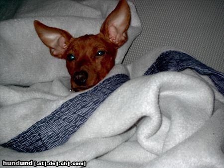 Zwergpinscher Hunde Foto 8388 Zwergpinscher Princess