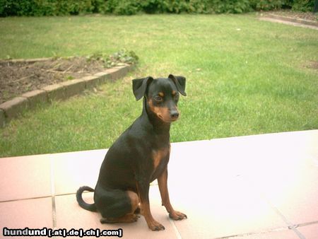 Zwergpinscher Hunde Foto 16677 in höherer Auflösung ansehen Zwergpinscher Tommy vom alten Zoll