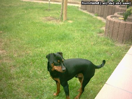 Zwergpinscher Hunde Foto 16678 in höherer Auflösung ansehen Zwergpinscher Tommy vom alten Zoll