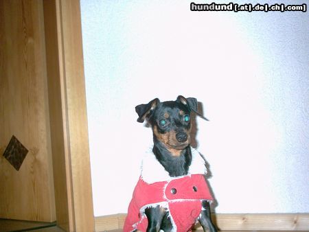 Zwergpinscher Hunde Foto 16679 in höherer Auflösung ansehen Zwergpinscher Tommy vom alten Zoll