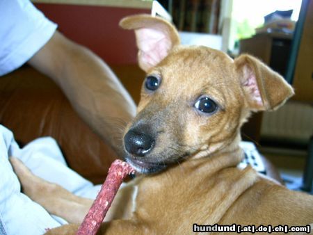 Zwergpinscher Hunde Foto 18938 in höherer Auflösung ansehen Zwergpinscher zwergpinscher oder podengo