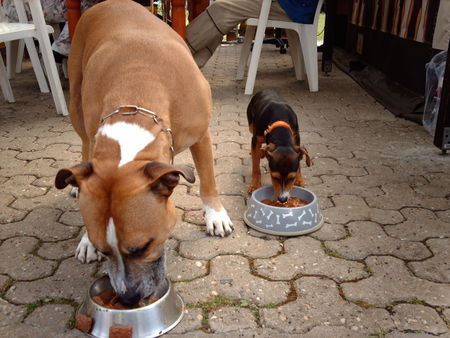 Zwergpinscher Hunde Foto 40618 in höherer Auflösung ansehen Zwergpinscher Snopp und sein bester freund Tyson .