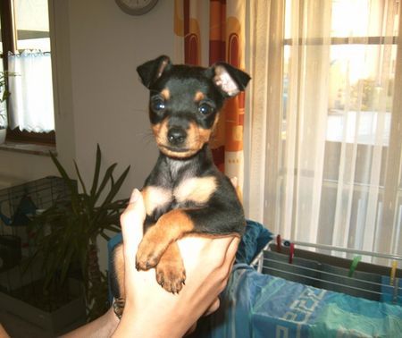 Zwergpinscher Hunde Foto 35637 in höherer Auflösung ansehen Zwergpinscher