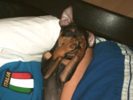 Zwergpinscher Hunde Foto 35661 in höherer Auflösung ansehen Zwergpinscher