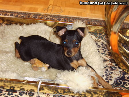 Zwergpinscher Hunde Foto 25335 in höherer Auflösung ansehen Zwergpinscher Emily 15 Wochen