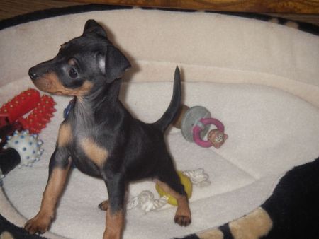 Zwergpinscher Hunde Foto 37445 Zwergpinscher Zwergpinscher-Welpe 8 Wochen jung