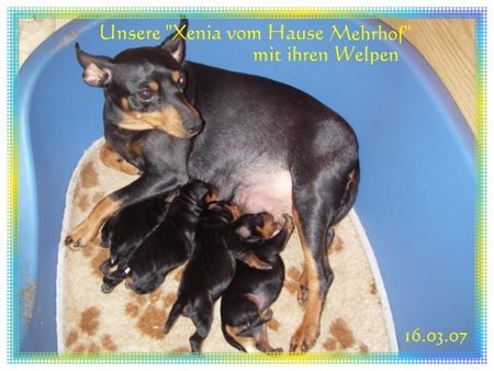 Zwergpinscher Hunde Foto 37447 in höherer Auflösung ansehen Zwergpinscher Unsere