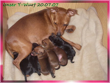 Zwergpinscher Hunde Foto 39101 in höherer Auflösung ansehen Zwergpinscher Unsere süßen Zwergpinscher-Welpen sind geboren!