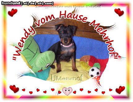 Zwergpinscher Unser süßes Zwergpinscher-Mädchen