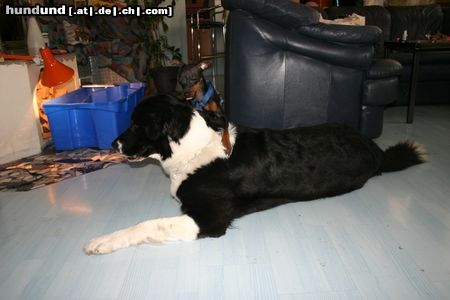 Zwergpinscher Hunde Foto 20203 in höherer Auflösung ansehen Zwergpinscher Snoopy und seine große Liebe Akira