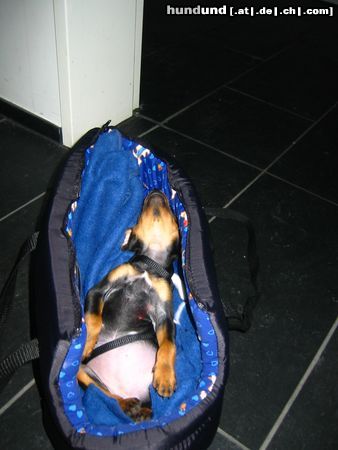 Zwergpinscher Hunde Foto 6720 Zwergpinscher Aicha beim Schlafen