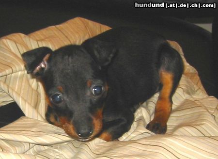 Zwergpinscher Hunde Foto 6721 Zwergpinscher Aicha mit 9 Wochen