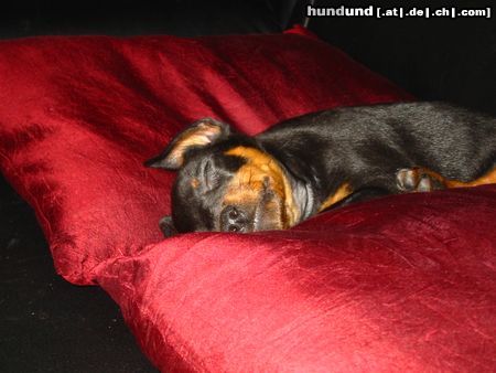 Zwergpinscher Hunde Foto 7831 Zwergpinscher Aicha