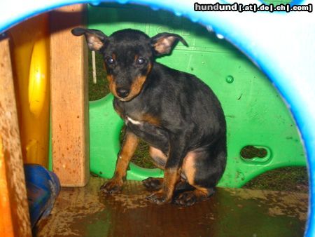 Zwergpinscher Hunde Foto 17860 in höherer Auflösung ansehen Zwergpinscher Aícha (kleiner Gnom)