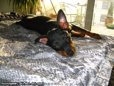 Zwergpinscher Hunde Foto 7830 Zwergpinscher Aicha