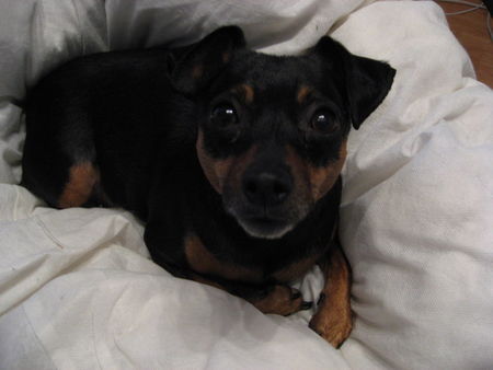 Zwergpinscher Hunde Foto 38503 in höherer Auflösung ansehen Zwergpinscher Mein Hübscher