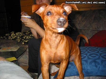 Zwergpinscher Ich liebe Joghurt