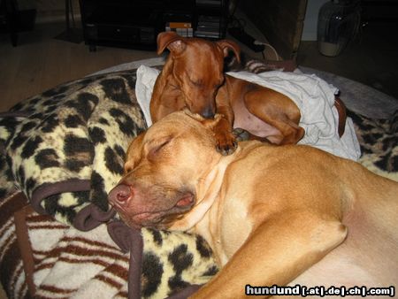 Zwergpinscher Hunde Foto 15264 in höherer Auflösung ansehen Zwergpinscher Ohrenpflege