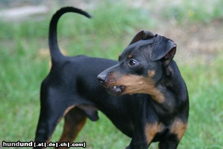 Zwergpinscher Hunde Foto 23844 in höherer Auflösung ansehen Zwergpinscher Snoopy port.
