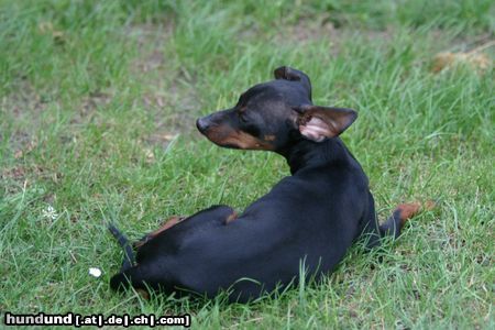 Zwergpinscher Hunde Foto 23845 in höherer Auflösung ansehen Zwergpinscher wer stört ?