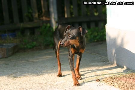 Zwergpinscher Hunde Foto 23846 in höherer Auflösung ansehen Zwergpinscher ist das nicht herrlich?