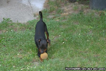 Zwergpinscher Hunde Foto 23847 in höherer Auflösung ansehen Zwergpinscher komm und spiel mit mir
