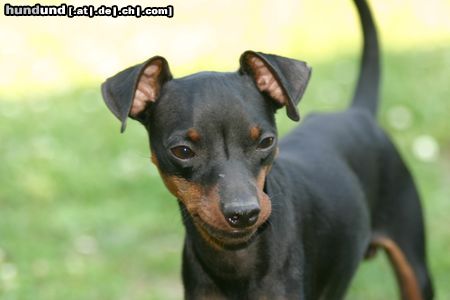 Zwergpinscher Hunde Foto 23848 in höherer Auflösung ansehen Zwergpinscher was willst du?