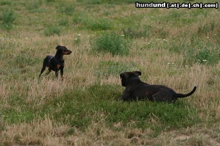Zwergpinscher Hunde Foto 23849 in höherer Auflösung ansehen Zwergpinscher jetzt sitze ich in der falle