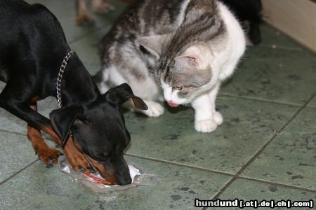 Zwergpinscher Hunde Foto 23843 in höherer Auflösung ansehen Zwergpinscher Snoopy und Josy