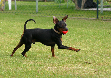 Zwergpinscher Hunde Foto 30972 in höherer Auflösung ansehen Zwergpinscher Ich bin der Osterhase!
