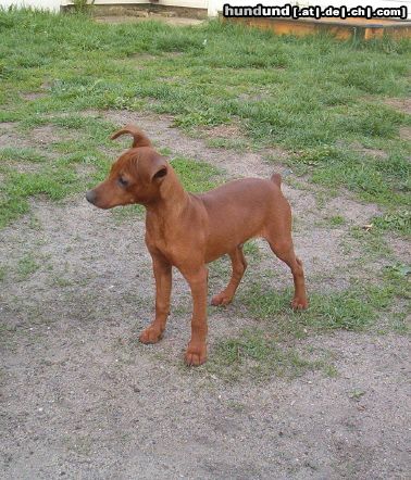 Zwergpinscher Hunde Foto 11118 Zwergpinscher Cadyk 4 Monate
