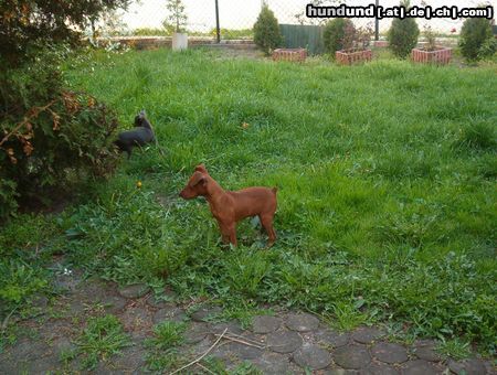 Zwergpinscher Hunde Foto 11119 Zwergpinscher Cadyk 4 Monate
