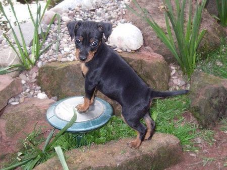 Zwergpinscher Hunde Foto 31507 Zwergpinscher So fotogen und sooooo süß! Ich werde bestimmt einmal