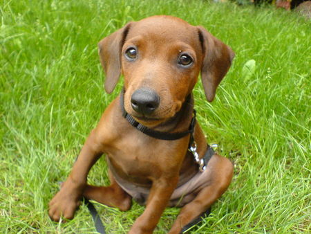 Zwergpinscher Hunde Foto 35989 in höherer Auflösung ansehen Zwergpinscher Das ist der Rehpinscher Jacky (8 Wochen)