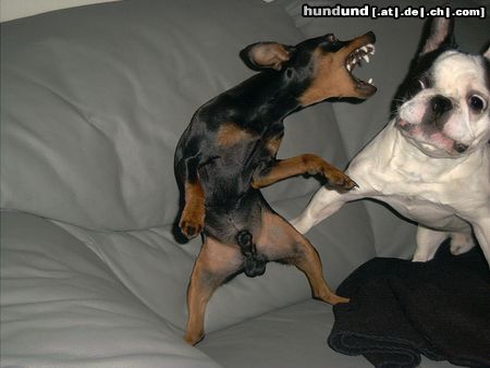 Zwergpinscher Bafi spielt 