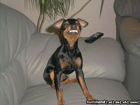 Zwergpinscher Bafi, 7 Monate