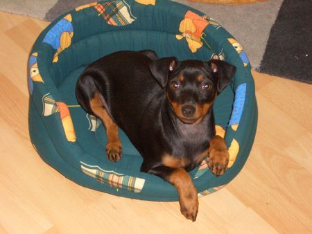 Zwergpinscher Hunde Foto 31804 Zwergpinscher Mit 17 Wochen fülle ich das Körbchen schon aus.