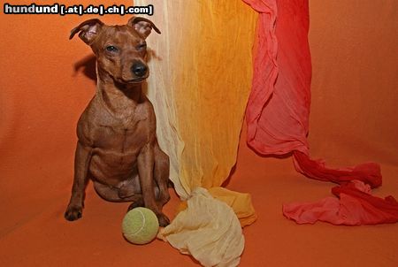 Zwergpinscher Hunde Foto 45370 in höherer Auflösung ansehen Zwergpinscher
