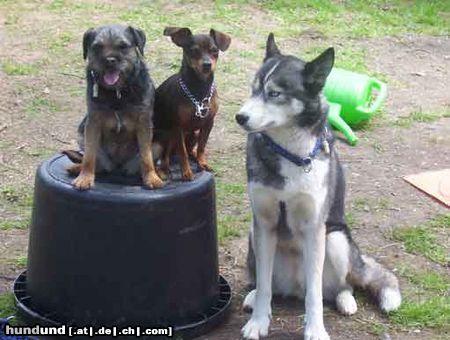 Zwergpinscher Hunde Foto 14033 Zwergpinscher Max und Kumpane
