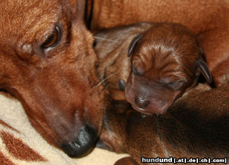 Zwergpinscher Welpe vom Camp Achensee