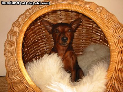 Zwergpinscher Hunde Foto 16735 in höherer Auflösung ansehen Zwergpinscher Leroy (Luca) vom Zemp
