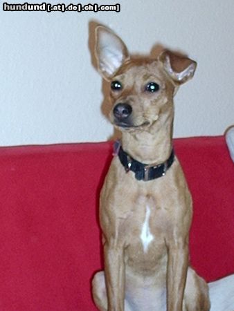 Zwergpinscher Hunde Foto 18084 Zwergpinscher ...unsere süße Lia