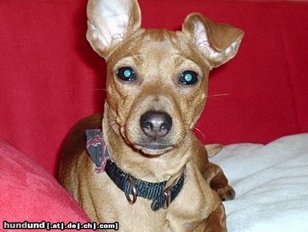 Zwergpinscher Hunde Foto 18085 Zwergpinscher ...unsere süße Lia
