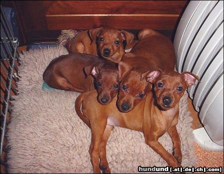Zwergpinscher Hunde Foto 9425 Zwergpinscher ..in der Kinderstube.....