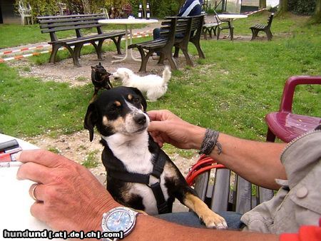 Zwergpinscher Hunde Foto 23967 in höherer Auflösung ansehen Zwergpinscher Ich bin eine spanische Hündin.