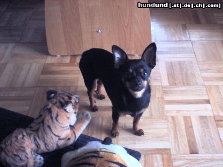 Zwergpinscher Hunde Foto 5323 Zwergpinscher Unser Kampfhund 21cm