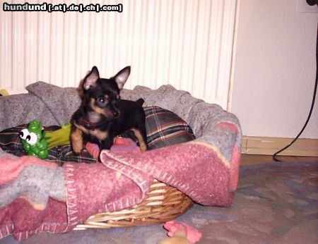 Zwergpinscher Hunde Foto 2791 Zwergpinscher Unser bestes Stück