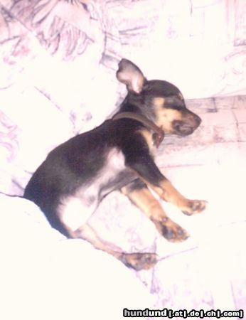 Zwergpinscher Hunde Foto 5324 Zwergpinscher Meine Lieblingsbeschäftigung